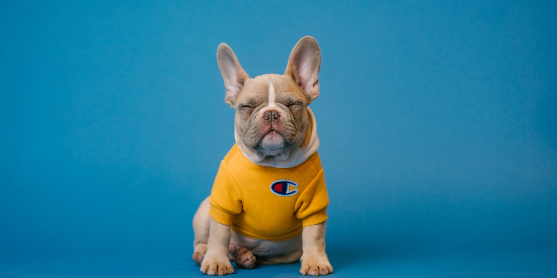 Elevated Dog Beds vs. Conventional Dog Beds: What Sets Them Apart?