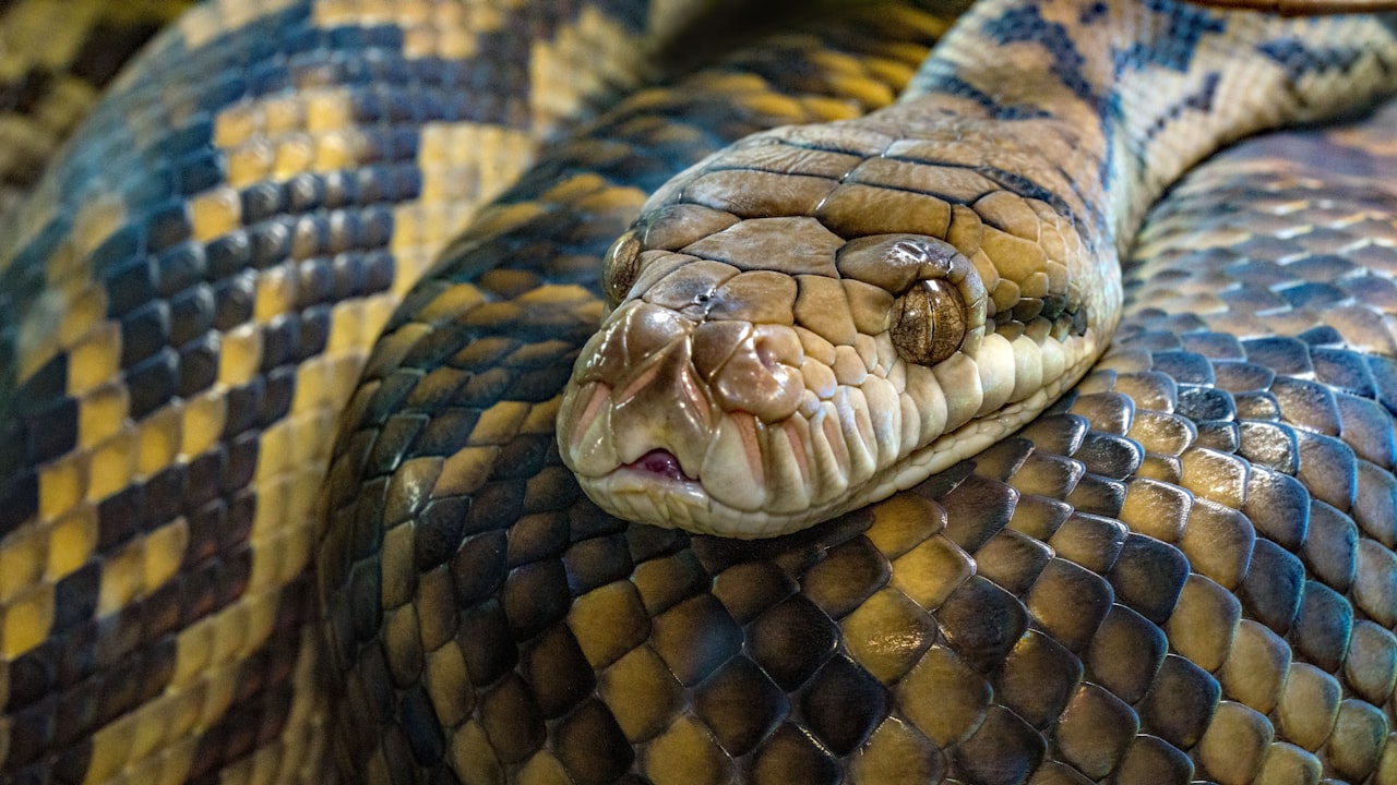 Comprehensive Guide to Buying a Smart Scale