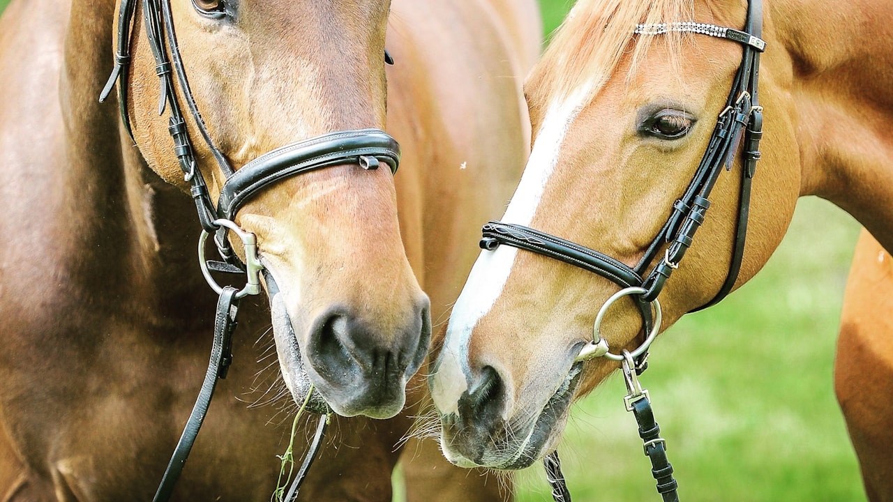 Reasons Why You Need Stuffed Horses