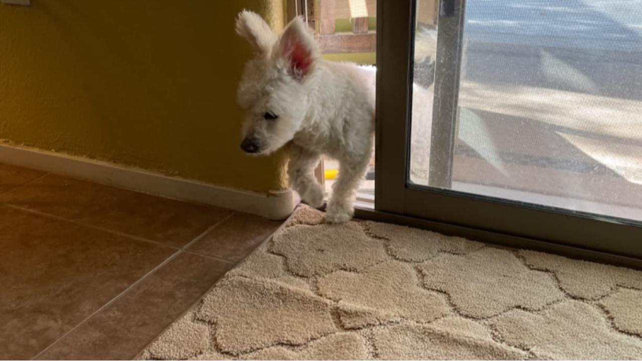 Why Should You Shop Door Rug Sizes from COSY HOMEER